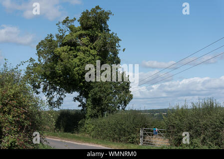 Felder in der Landschaft Seite Schönheit auf einem Sommertag mit sanften Hügeln Downs Stockfoto