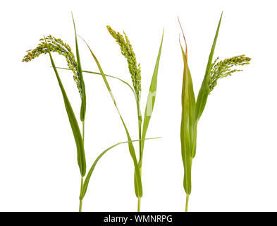 Panicum oder panicgrass auf weißem Hintergrund Stockfoto