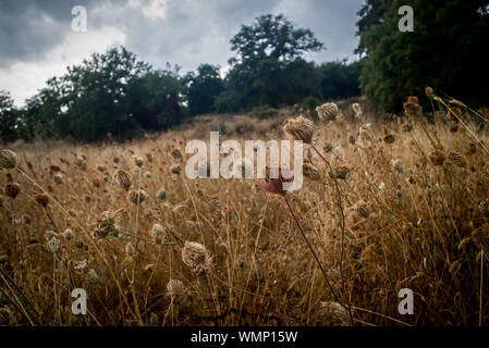 Trockene Blumen nach dem Regen in einem Feld der Innenraum von Sardinien, Italien. Stockfoto