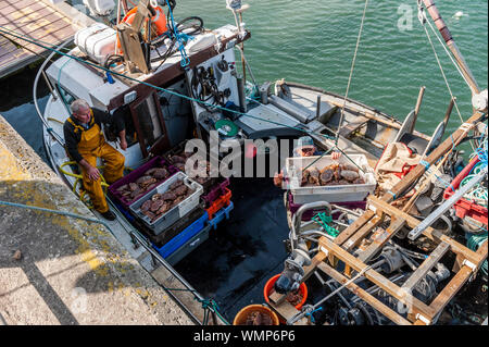 Schull, West Cork, Irland. 5. September 2019. Ein einheimischer Fischer entlädt seinen Fang von Krebsen, die an einem sonnigen Tag im September. Der Rest des Tages wird trocken und hell mit Höhen von 16 bis 20 Grad. Credit: Andy Gibson/Alamy Leben Nachrichten. Stockfoto