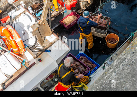 Schull, West Cork, Irland. 5. September 2019. Ein einheimischer Fischer entlädt seinen Fang von Krebsen, die an einem sonnigen Tag im September. Der Rest des Tages wird trocken und hell mit Höhen von 16 bis 20 Grad. Credit: Andy Gibson/Alamy Leben Nachrichten. Stockfoto