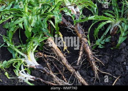 Löwenzahn-Wurzeln, Löwenzahnwurzeln, Löwenzahn-Wurzel, Löwenzahnwurzel, Wiesen-Löwenzahn, Radix Taraxaci, radix Taraxaci, Gemeiner Löwenzahn, Wurzel, Stockfoto