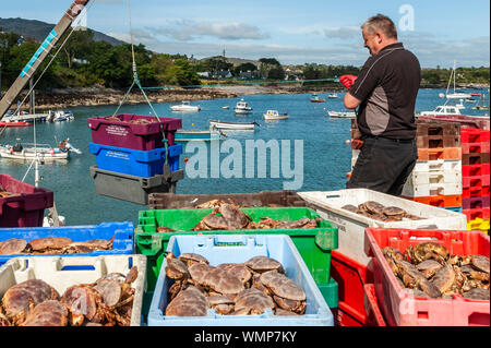 Schull, West Cork, Irland. 5. September 2019. Ein einheimischer Fischer entlädt seinen Fang von Krebsen, die an einem sonnigen Tag im September. Der Rest des Tages wird trocken und hell mit Höhen von 16 bis 20 Grad. Credit: Andy Gibson/Alamy Leben Nachrichten. Stockfoto