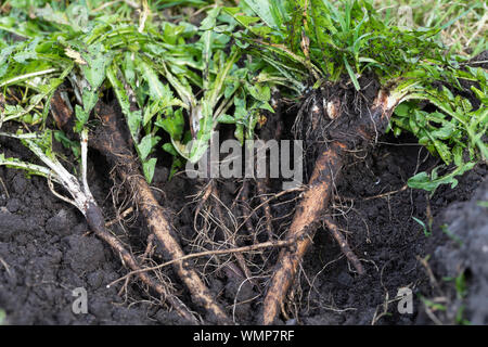 Löwenzahn-Wurzeln, Löwenzahnwurzeln, Löwenzahn-Wurzel, Löwenzahnwurzel, Wiesen-Löwenzahn, Radix Taraxaci, radix Taraxaci, Gemeiner Löwenzahn, Wurzel, Stockfoto