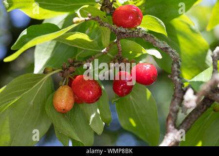 Kornelkirsche, Kornelkirschen, Kornel-Kirsche, Kornellkirsche, Kornellkirschen, Kornel, Kornell, Frucht, Früchte, Cornus Mas, Carneol Kirsche, Europa Stockfoto