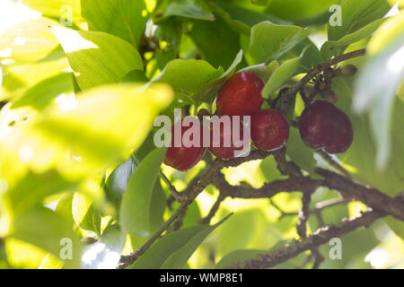 Kornelkirsche, Kornelkirschen, Kornel-Kirsche, Kornellkirsche, Kornellkirschen, Kornel, Kornell, Frucht, Früchte, Cornus Mas, Carneol Kirsche, Europa Stockfoto