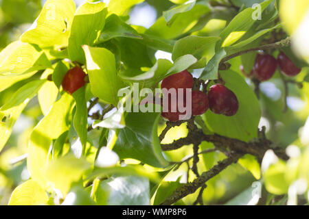 Kornelkirsche, Kornelkirschen, Kornel-Kirsche, Kornellkirsche, Kornellkirschen, Kornel, Kornell, Frucht, Früchte, Cornus Mas, Carneol Kirsche, Europa Stockfoto