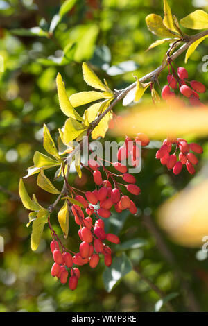 Gewöhnliche Berberitze, Berberitze, Echte Berberitze, Sauerdorn, Berberis vulgaris, Berberitze, gemeinsame Berberitze, Beberitze, Le, l'Épin Vinettier Stockfoto