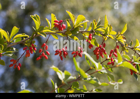 Gewöhnliche Berberitze, Berberitze, Echte Berberitze, Sauerdorn, Berberis vulgaris, Berberitze, gemeinsame Berberitze, Beberitze, Le, l'Épin Vinettier Stockfoto