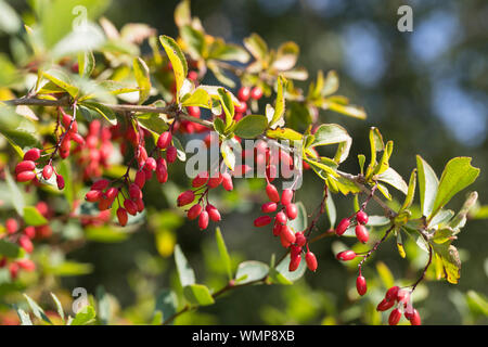 Gewöhnliche Berberitze, Berberitze, Echte Berberitze, Sauerdorn, Berberis vulgaris, Berberitze, gemeinsame Berberitze, Beberitze, Le, l'Épin Vinettier Stockfoto