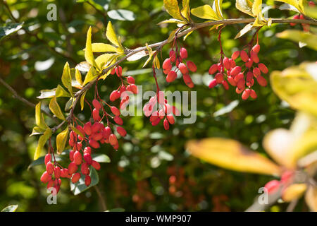 Gewöhnliche Berberitze, Berberitze, Echte Berberitze, Sauerdorn, Berberis vulgaris, Berberitze, gemeinsame Berberitze, Beberitze, Le, l'Épin Vinettier Stockfoto