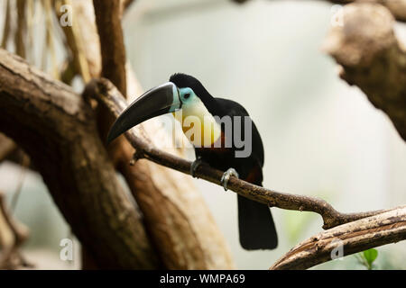 Ein Kanal-billed ariel toucan (Ramphastos vitellinus) thront auf einem Zweig. Dieser Vogel in der Familie Ramphasidae kommt in Trinidad und Südamerika vor. Stockfoto