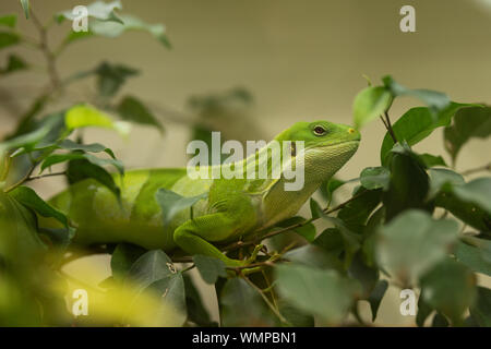 Brachylophus bulabula (Fidschi gebänderter Leguan), eine bedrohte Leguanideidechse, die in den feuchten Wäldern der Fidschi-Inseln beheimatet ist und auf einem Ast sitzt. Stockfoto