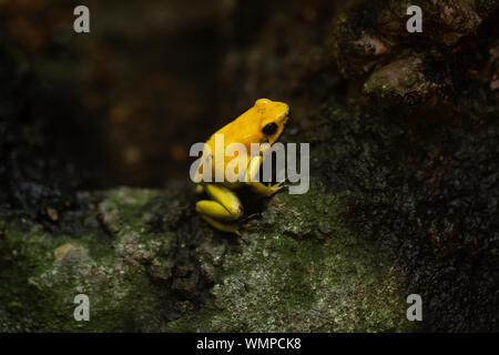 Ein goldener Giftfrosch (Phyllobates terribilis), auch bekannt als goldener Frosch, goldener Giftpfeilfrosch, goldener Dartfrosch oder goldener Giftpfeilfrosch. Stockfoto