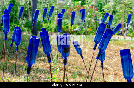 Garten Dekoration von Blau leere Weinflaschen auf den Stangen gemacht Stockfotografie