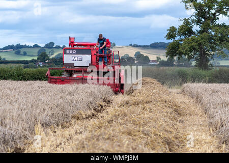 Haselbury Plucknet. Somerset. Vereinigtes Königreich. 18. August 2019. Ein vintage Massey Ferguson 520 Mähdrescher ist Weizen ernten An einem gestern farmi Stockfoto