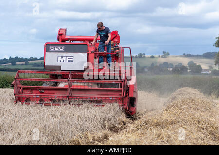 Haselbury Plucknet. Somerset. Vereinigtes Königreich. 18. August 2019. Ein vintage Massey Ferguson 520 Mähdrescher ist Weizen ernten An einem gestern farmi Stockfoto