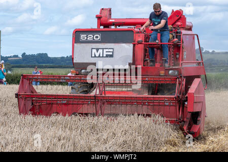 Haselbury Plucknet. Somerset. Vereinigtes Königreich. 18. August 2019. Ein vintage Massey Ferguson 520 Mähdrescher ist Weizen ernten An einem gestern farmi Stockfoto