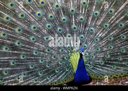 Nahaufnahme eines blauen Pfauens mit ausgebreiteten Flügeln Stockfoto