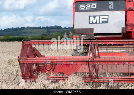 Haselbury Plucknet. Somerset. Vereinigtes Königreich. 18. August 2019. Ein vintage Massey Ferguson 520 Mähdrescher ist Weizen ernten An einem gestern farmi Stockfoto