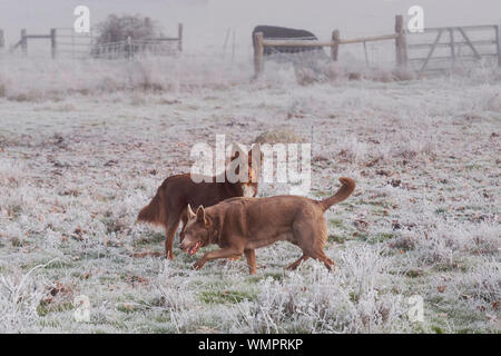 Zwei australische kelpie Hunde in einer extrem neblig Weide mit einer Kuh im Hintergrund von weißen frosty Vegetation umgeben Stockfoto