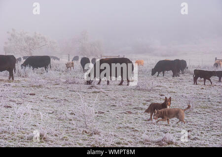 Zwei kelpie Hunde vor einer Herde von Black Angus und andere Kühe in einem gefrorenen Nebel Weide mit dichtem Nebel im Hintergrund Stockfoto