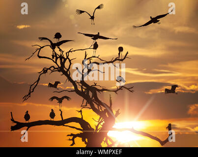 Eine Gruppe von marabou Störche in einem Baum im Okavango, Kasane, Botswana Stockfoto