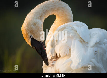 Trumpeter Swan Close-up Stockfoto