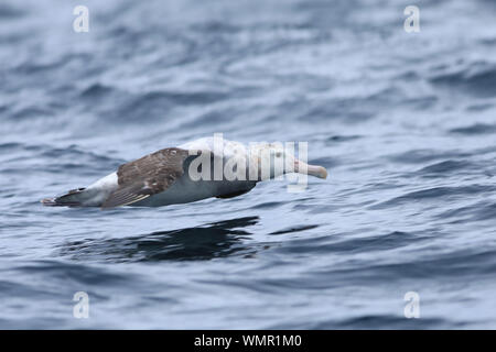 Ist eine Gibson Wanderalbatross, Diomedea exulans, Fliegen Stockfoto