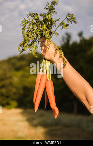 Schöne junge Mädchen mit dunklen lockigen Haar in einem hellen orange Dress hält ein Bündel von Karotten. Ernte Konzept Herbst Stockfoto