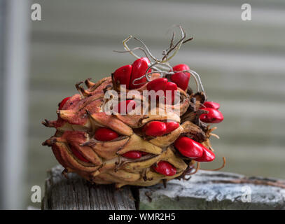 Südliche Magnolie seed Pod. Stockfoto