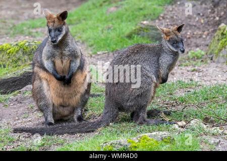 Zwei Sumpf Wallabies/Schwarz/Schwarz-angebundenen Wallaby Wallaby/farn Wallaby (Wallabia bicolor) in Australien Stockfoto