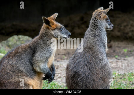 Zwei Sumpf Wallabies/Schwarz/Schwarz-angebundenen Wallaby Wallaby/farn Wallaby (Wallabia bicolor) in Australien Stockfoto