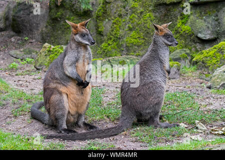 Zwei Sumpf Wallabies/Schwarz/Schwarz-angebundenen Wallaby Wallaby/farn Wallaby (Wallabia bicolor) in Australien Stockfoto