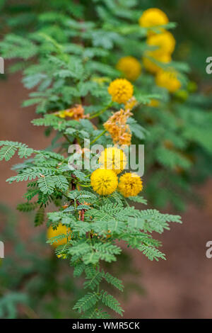 Weißdorn Akazie (Acacia Vachellia constricta/constricta) in Blume, Nordamerikanischen Strauch in Mexiko und in den Südwesten der USA Stockfoto