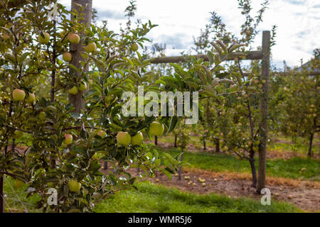 Apple Orchard im Sommer. Mit selektiven Fokus auf ein Stück Obst mit boken Hintergrund. In der Landschaft der Provinz Quebec, Kanada Stockfoto