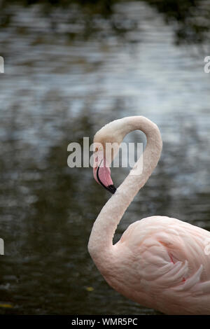 Einzelne größere Flamingo Stockfoto