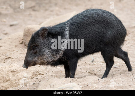 Collared peccary/javelina (Pecari tajacu/Sus tajacu) in Nord-, Mittel- und Südamerika Stockfoto