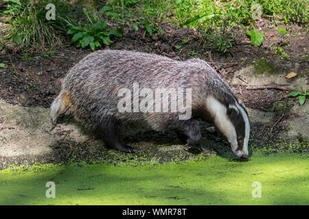 Europäischen Dachs (Meles meles) Trinkwasser aus Teich/Pool in Wasserlinsen bedeckt Stockfoto