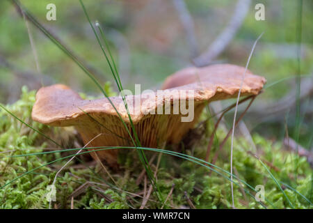 Wild golden-farbigen Delikatesse chanterelle Pilzen im Wald Menge Moos und Gras, wilde essbare Pilze, in der Nähe Stockfoto