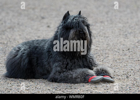 Bouvier des Flandres eine Pause auf der Kies durch das Tragen von schützender Stiefel Stockfoto