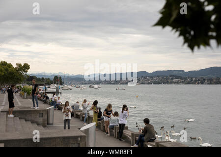 Im Park Quaianlagen versammeln sich am Zürichsee Menschenmassen, um die Schwäne an einem bewölkten Sommertag in Zürich, Schweiz, zu ernähren. Stockfoto