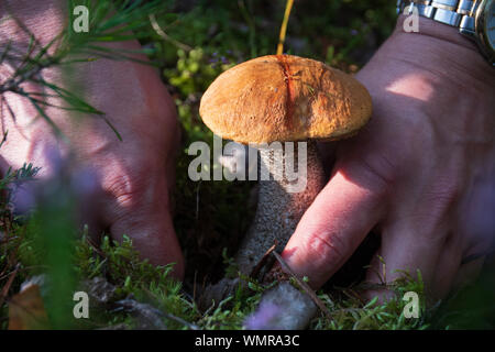 Auf der Suche nach Pilzen in den Wäldern. Mushroom Picker. Ein Mann ist ein weißer Pilz mit einem Messer. Schmackhafte Speisepilze Boletus edulis Stockfoto