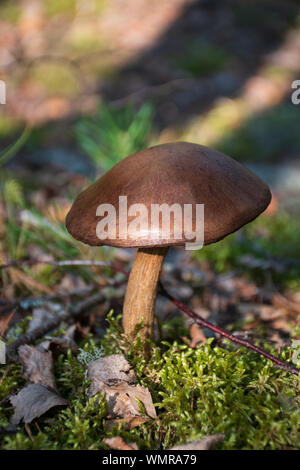 Braun Pilz im Wald unter Moss Stockfoto