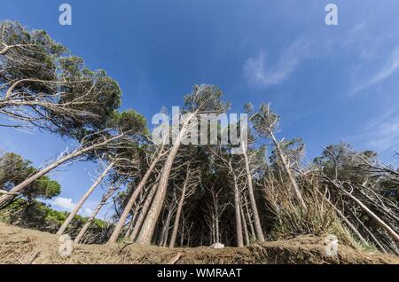 Pinienwald und dem Strand an der italienischen Küste Stockfoto