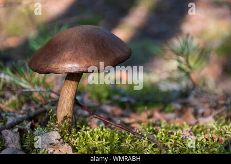 Braun Pilz im Wald unter Moss Stockfoto