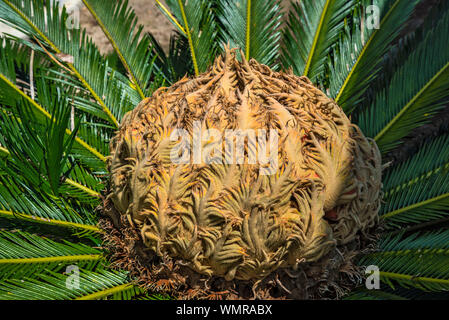 Weibliche Samen Kegel eines Sago Palme in North Central Florida wächst. Stockfoto