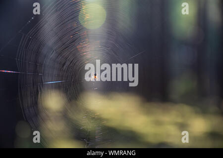 Eine glitzernde Web im Wald in der Sonne. Spinne und seine Webseite im Wald in der Sonne mit Bäumen im Hintergrund Stockfoto