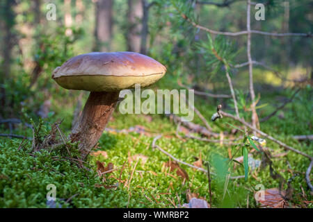 Asty genießbare schönen Pilz Boletus edulis, Penny bun, Cep, porcino oder steinpilze in einer schönen natürlichen Landschaft zwischen Moos und kleinen Blüten Stockfoto