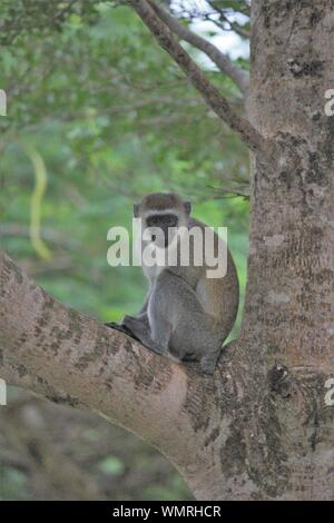 Meerkatze (Cercopithecus aethiops) in der Nähe von Diani, Kwale District, Kenia Stockfoto